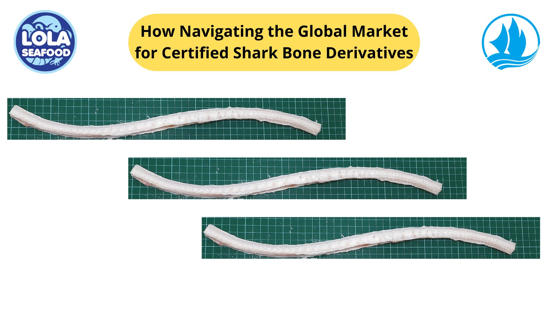 How Navigating the Global Market for Certified Shark Bone Derivatives